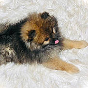 Bambi a rejoint le concours — aidez-le/la à gagner de superbes lots ! dog, puppy, fluffy, fur, tongue, pet, animal, cute, lying_down, white_rug, cozy, indoor, small_dog, brown_fur, black_fur, ears, nose, paw, resting, looking_away