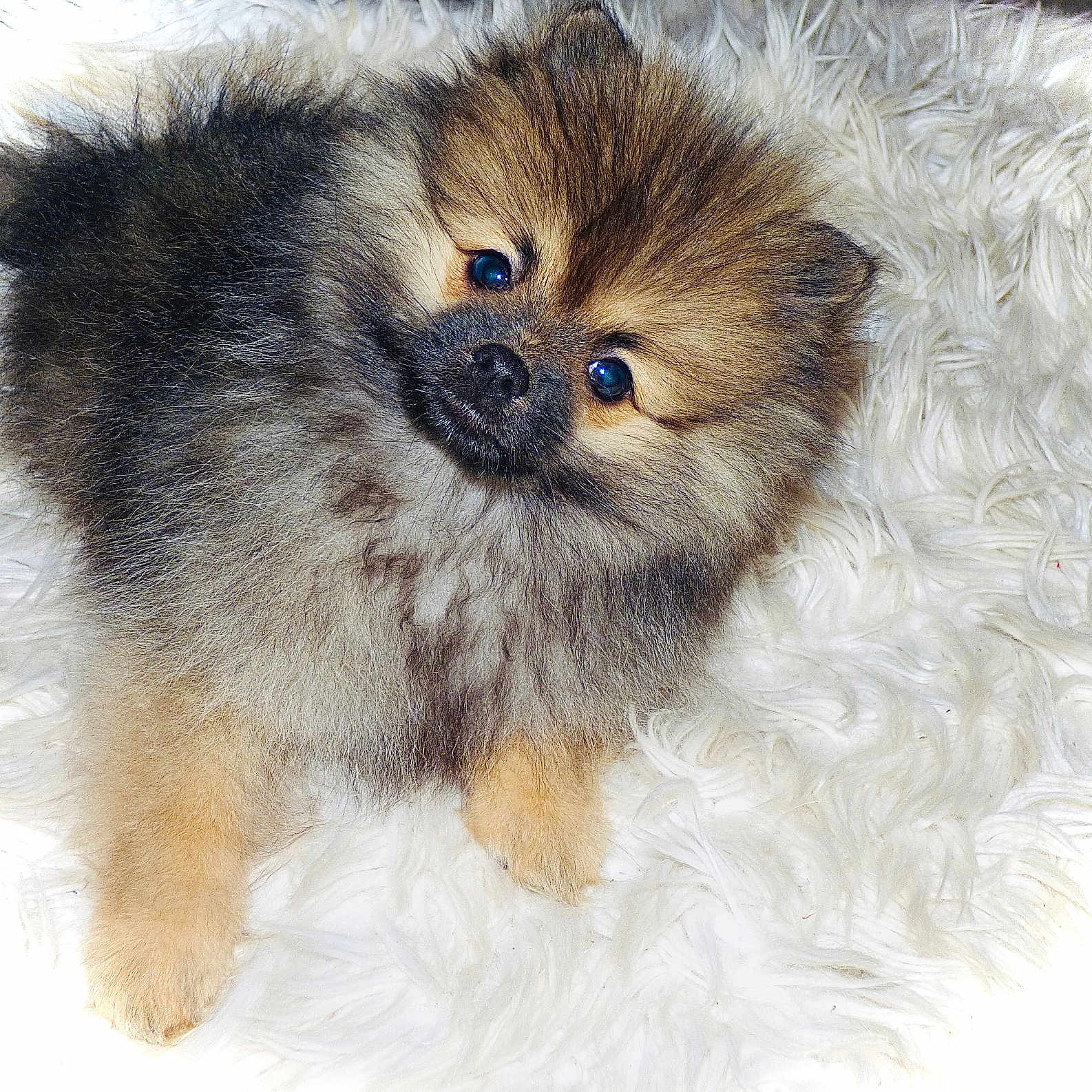 Bambi a rejoint le concours — aidez-le/la à gagner de superbes lots ! adorable, animal, companion, cute, dog, domestic_animal, fluffy, fur, head_tilt, indoors, laying_down, looking_up, pet, pomeranian, portrait, puppy, small_dog, soft, white_rug, young