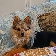 Lil Bit joined the competition — help win amazing prizes! animal, black, blanket, brown, couch, cozy, decor, dog, ears, face, fur, fur_texture, home, indoor, pattern, pet, quilt, relaxed, resting, small_dog