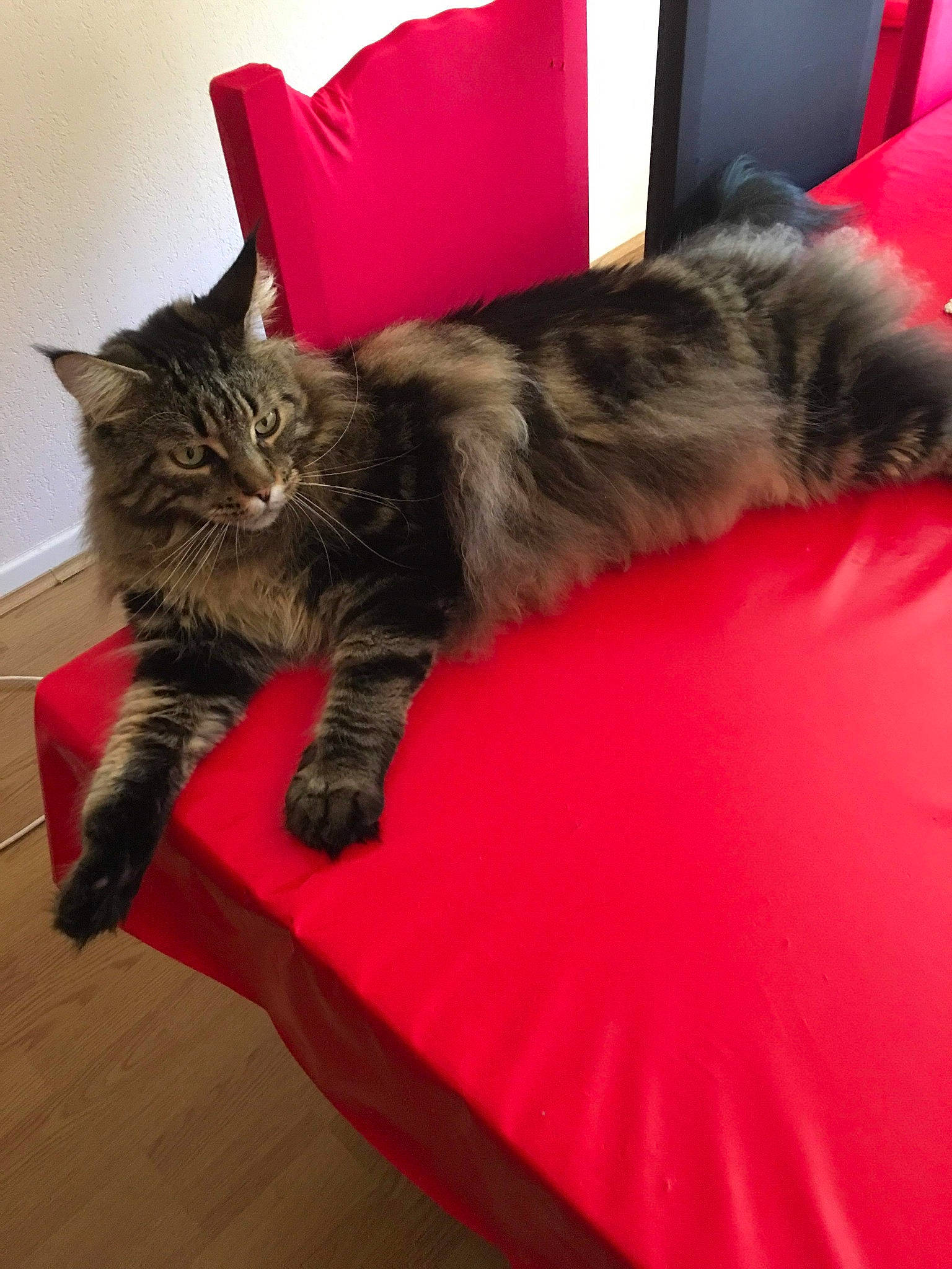 Mika a rejoint le concours — aidez-le/la à gagner de superbes lots ! carnivore, cat, domestic_long_haired_cat, felidae, fur, furniture, kitten, kurilian_bobtail, maine_coon, mammal, norwegian_forest_cat, small_to_medium_sized_cats, tail, whiskers
