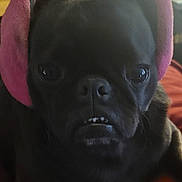 Rosie Mae joined the competition — help win amazing prizes! dog, black_dog, pet, animal, portrait, close_up, earmuffs, pink, gray, bed, red_blanket, indoors, sitting, front_facing, dark_fur, eyes, nose, mouth, funny, grumpy