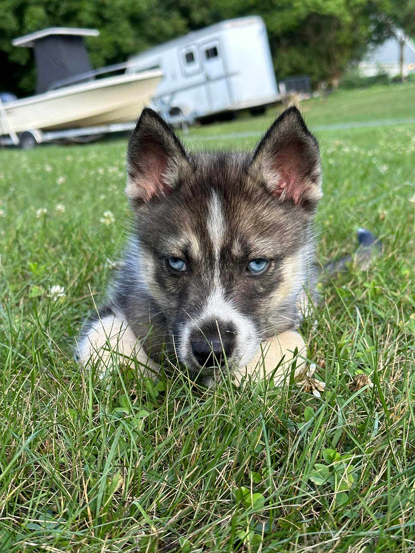 Lucky is registered to the contest to win money with this photo: puppy, dog, husky, blue_eyes, grass, outdoor, animal, pet, lying_down, nature, close_up, cute, young_dog, fur, ears, nose, background, boat, trailer, greenery