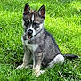 Lucky is registered to the contest to win money with this photo: puppy, dog, husky, grass, outdoor, pet, animal, sitting, blue_eyes, fur, canine, nature, cute, young, adorable, collar, ears, tail, playful, sunlight