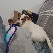 Végas a rejoint le concours — aidez-le/la à gagner de superbes lots ! dog, person, blanket, couch, pillow, stuffed_toy, indoor, relaxing, pet, resting, comfort, fur, white, brown, sleepwear, plush, home, casual, animal, companion