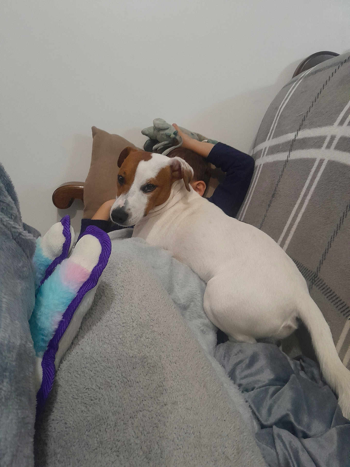 Végas a rejoint le concours — aidez-le/la à gagner de superbes lots ! dog, person, blanket, couch, pillow, stuffed_toy, indoor, relaxing, pet, resting, comfort, fur, white, brown, sleepwear, plush, home, casual, animal, companion