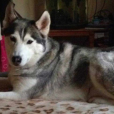 Tia