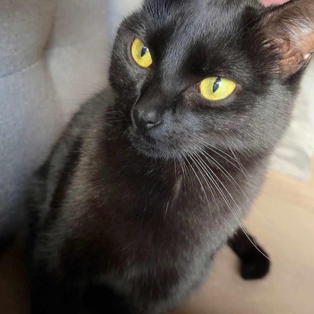 Végéta participe au concours pour gagner de l'argent avec cette photo : animal_portrait, black_cat, cat, close_up, companion, couch, cozy, curious, cute, domestic_animal, ears, feline, fur, home, indoor, pet, sitting, soft_light, whiskers, yellow_eyes