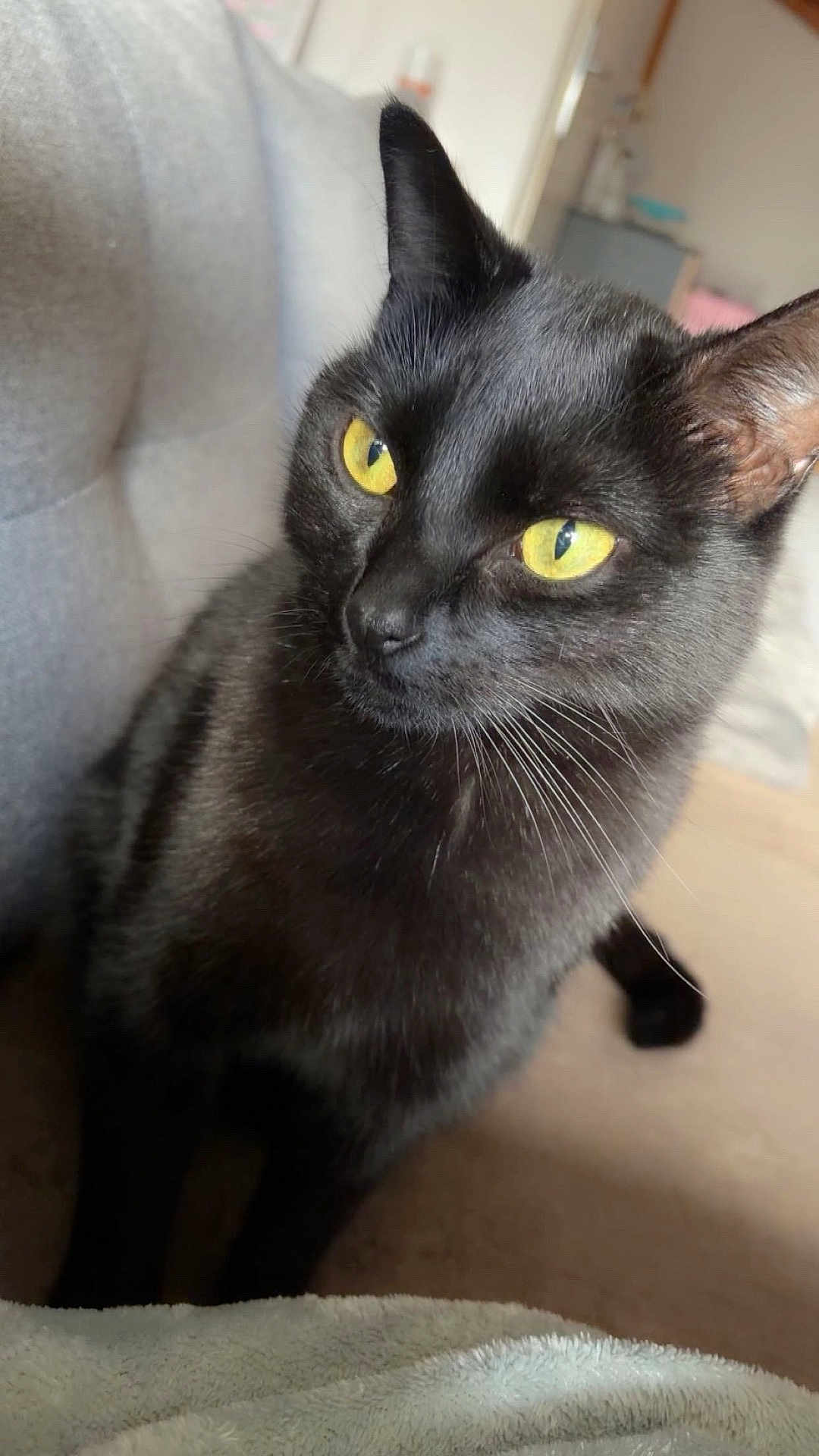 Végéta participe au concours pour gagner de l'argent avec cette photo : black_cat, cat, yellow_eyes, pet, feline, domestic_animal, indoor, couch, fur, whiskers, ears, close_up, animal_portrait, cozy, soft_light, home, curious, sitting, cute, companion