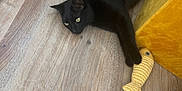 Végéta a rejoint le concours — aidez-le/la à gagner de superbes lots ! black_cat, cat, toy, fish_toy, wooden_floor, furniture, yellow, pet, indoor, relaxed, curious, paw, animal, domestic, flooring, playful, resting, household, living_room, pet_toy