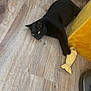 animal, black_cat, cat, curious, domestic, fish_toy, flooring, furniture, household, indoor, living_room, paw, pet, pet_toy, playful, relaxed, resting, toy, wooden_floor, yellow