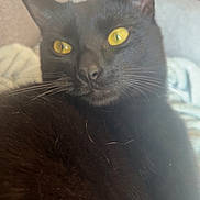 Végéta participe au concours pour gagner de l'argent avec cette photo : black_cat, cat, pet, animal, feline, yellow_eyes, close_up, indoor, couch, blanket, fur, whiskers, relaxed, domestic_cat, mammal, portrait, cozy, soft_light, resting, home