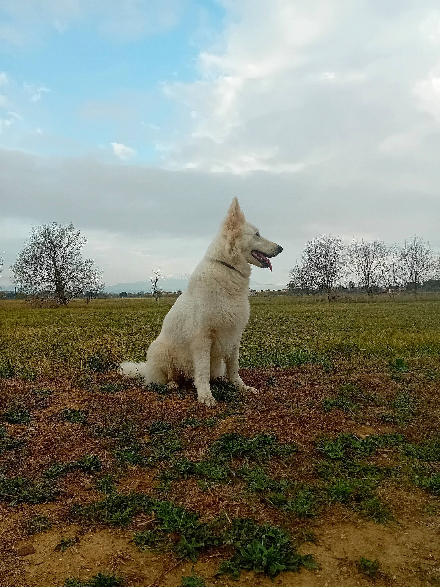 Mirka a rejoint le concours — aidez-le/la à gagner de superbes lots ! canidae, carnivore, cloud, companion_dog, dog, dog_breed, field, grass, grassland, landscape, natural_landscape, pasture, plant, sky, sporting_group, tail, terrestrial_animal, tree, wildlife, working_animal
