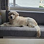 dog, golden_retriever, sofa, indoor, window, curtains, pet, animal, resting, fur, tail, couch, house, relaxed, domestic, companion, home, light, calm, mammal
