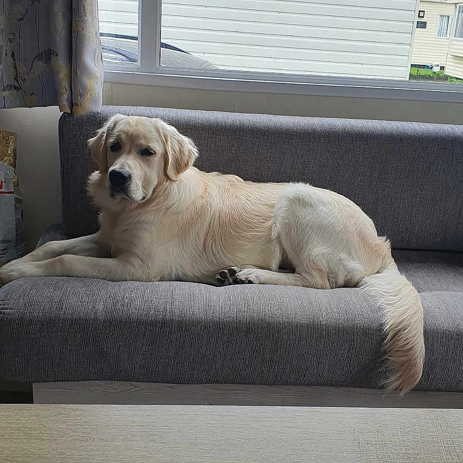 Buddie is registered to the contest to win money with this photo: animal, calm, companion, couch, curtains, dog, domestic, fur, golden_retriever, home, house, indoor, light, mammal, pet, relaxed, resting, sofa, tail, window