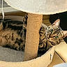 cat, tabby_cat, scratching_post, cat_bed, pet, animal, feline, indoor, cozy, fur, whiskers, claws, relaxed, cute, curious, green_eyes, paws, striped, playful, resting