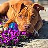 dog, brown_dog, puppy, flowers, purple_flowers, blue_ball, outdoor, sunlight, close_up, pet, animal, playing, relaxed, nature, garden, paw, snout, ears, daylight, cute