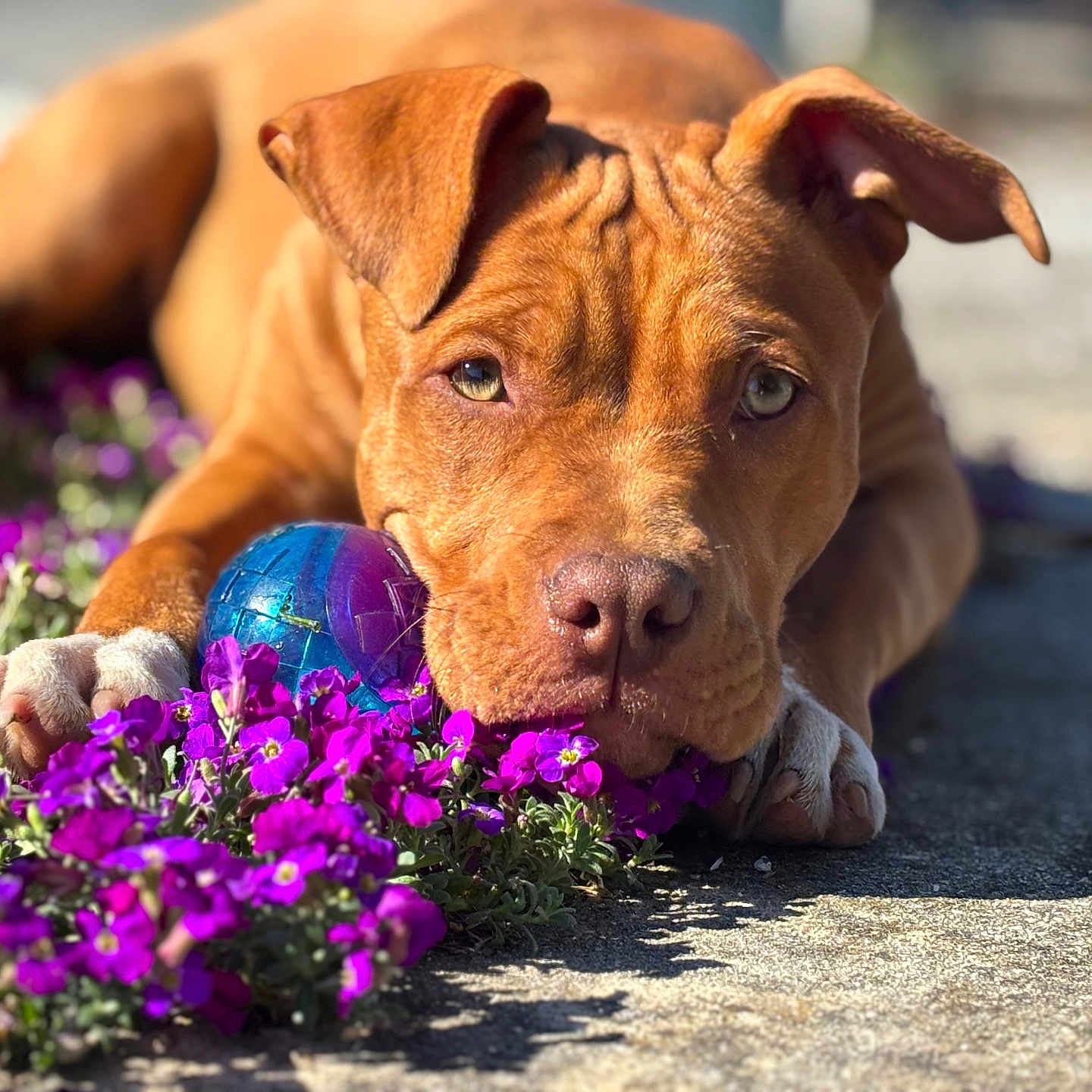 Vespa a rejoint le concours — aidez-le/la à gagner de superbes lots ! dog, brown_dog, puppy, flowers, purple_flowers, blue_ball, outdoor, sunlight, close_up, pet, animal, playing, relaxed, nature, garden, paw, snout, ears, daylight, cute