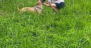Bentley is registered to the contest to win money with this photo: animal, backyard, candid, casual, child, daylight, dog, fence, grass, grass_field, greenery, happy, harness, interaction, nature, outdoor, pet, playful, summer, young_girl