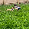 child, dog, grass, outdoor, playful, pet, fence, greenery, young_girl, harness, nature, grass_field, summer, interaction, animal, candid, backyard, happy, casual, daylight
