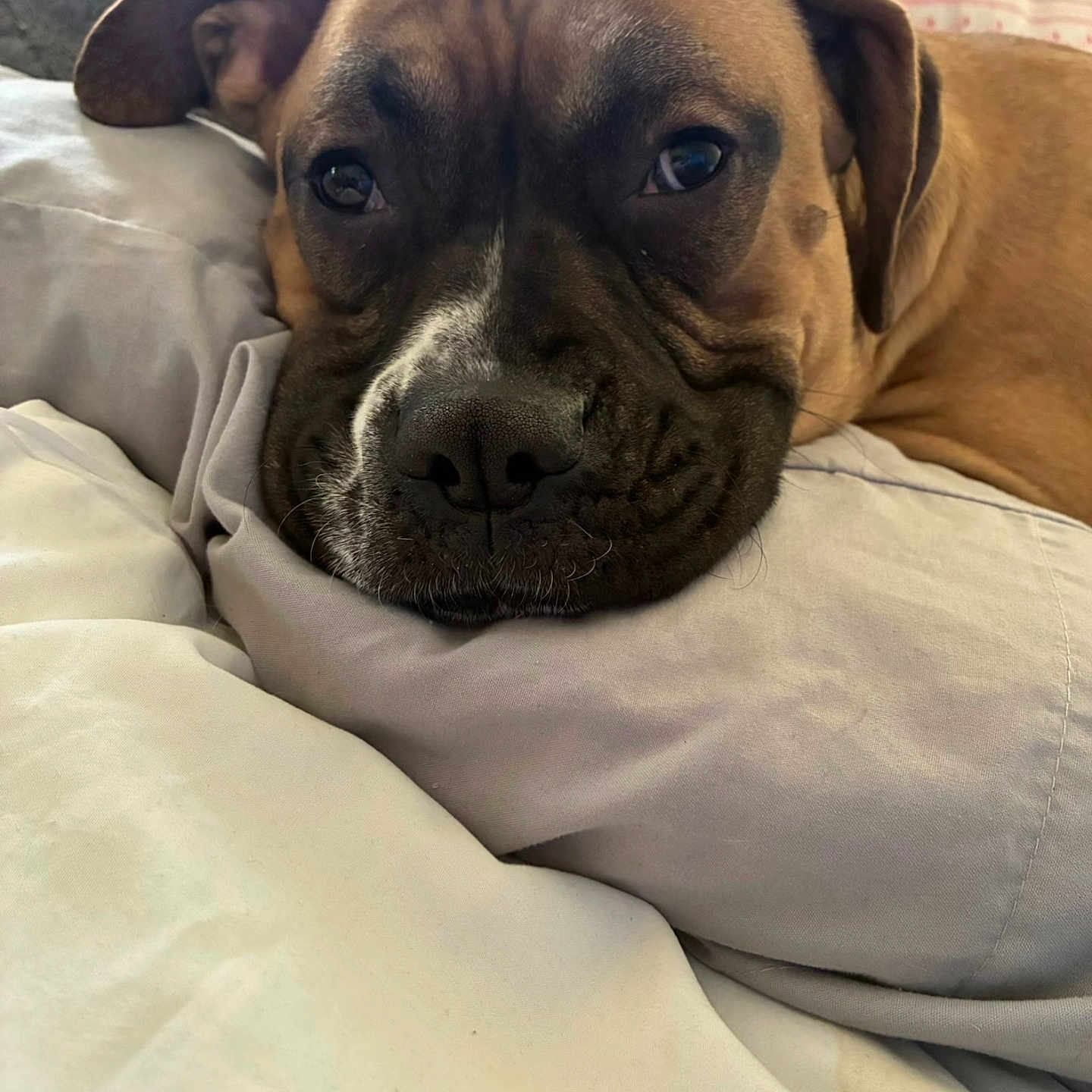 Bentley