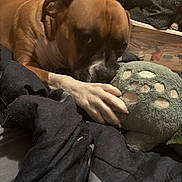 Bentley is registered to the contest to win money with this photo: dog, brown_dog, white_paw, plush_toy, indoor, blanket, bed, pet, playing, cuddling, stuffed_animal, fabric, paw, resting, closeup, animal, domestic_animal, toy, canine, furniture