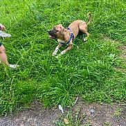 Bentley is registered to the contest to win money with this photo: dog, grass, outdoor, pet, animal, brown_dog, harness, greenery, playful, person, legs, hand, nature, summer, ground, canine, park, field, attention, daylight