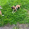 dog, grass, outdoor, pet, animal, brown_dog, harness, greenery, playful, person, legs, hand, nature, summer, ground, canine, park, field, attention, daylight