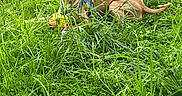 Bentley is registered to the contest to win money with this photo: dog, grass, outdoor, greenery, pet, canine, animal, field, nature, playful, harness, toy, lying_down, summer, daylight, fur, ears, tail, alert, expression