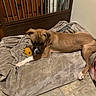 Bentley joined the competition — help win amazing prizes! dog, brown_dog, pet, blanket, toy, yellow_toy, indoor, flooring, tile_floor, resting, lying_down, cozy, wooden_gate, furniture, home, animal, canine, relaxed, paw, bed