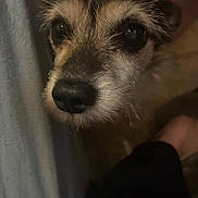Sour joined the competition — help win amazing prizes! dog, close_up, pet, animal, cute, fur, nose, eyes, indoors, curtain, cozy, portrait, muzzle, whiskers, brown, black, small_dog, face, expression, looking