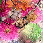 Ziggy is registered to the contest to win money with this photo: animal, background, colorful_floor, curly_fur, cute, dog, floor_art, flower_pattern, green, harness, indoor, leash, looking_up, orange, pet, pink, playful, resting, small_dog, white_stones