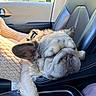 Ziggy is registered to the contest to win money with this photo: animal, blanket, canine, car_seat, close_up, companion, cozy, cute, daylight, dog, french_bulldog, fur, interior, leather_seat, napping, pet, relaxed, rest, sleeping, travel