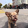 Ziggy joined the competition — help win amazing prizes! animal, buildings, canine, city, closeup, crosswalk, cute, daylight, dog, ears_up, flower_necklace, happy, outdoor, pavement, pet, sidewalk, street, tongue_out, urban, walking