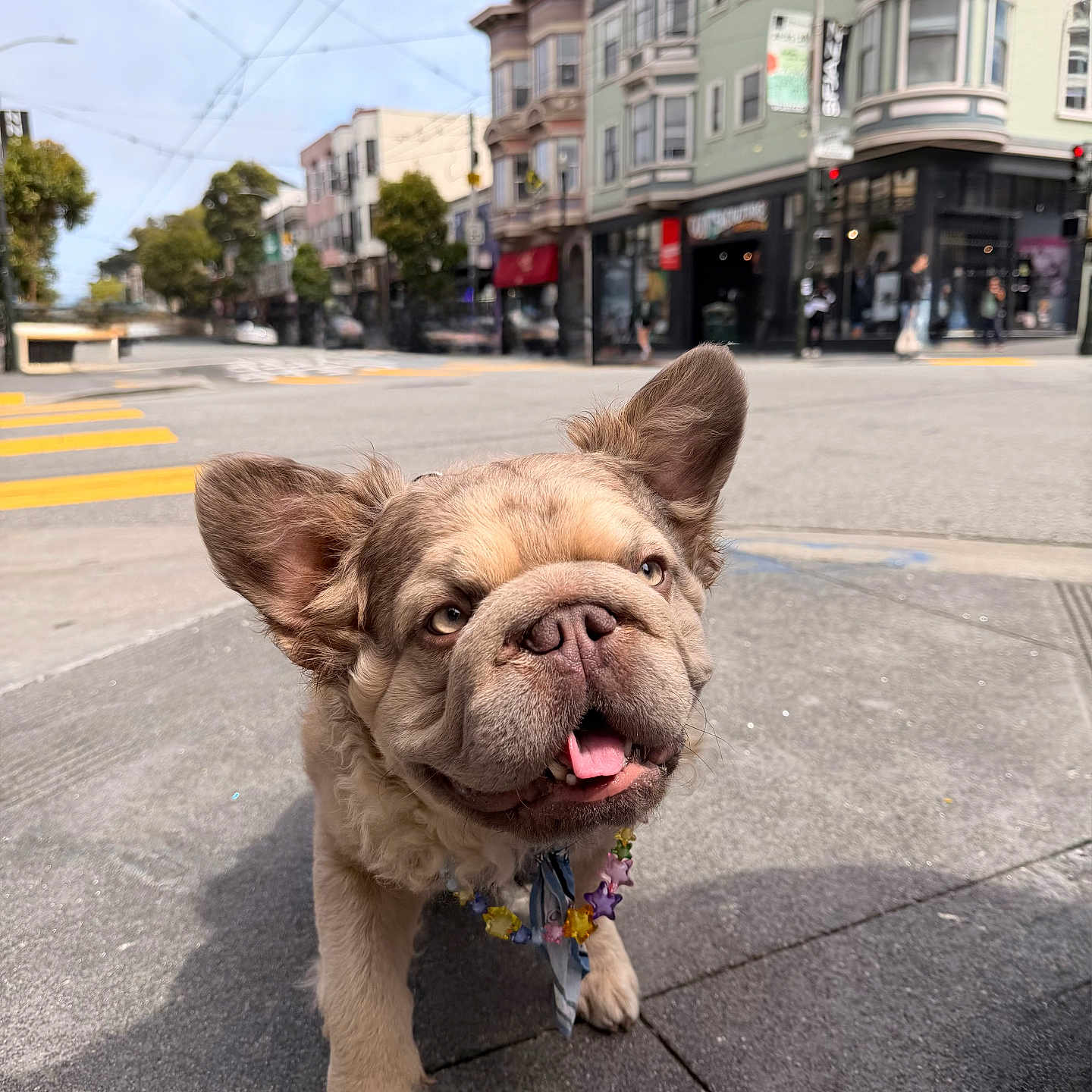 Ziggy joined the competition — help win amazing prizes! animal, buildings, canine, city, closeup, crosswalk, cute, daylight, dog, ears_up, flower_necklace, happy, outdoor, pavement, pet, sidewalk, street, tongue_out, urban, walking