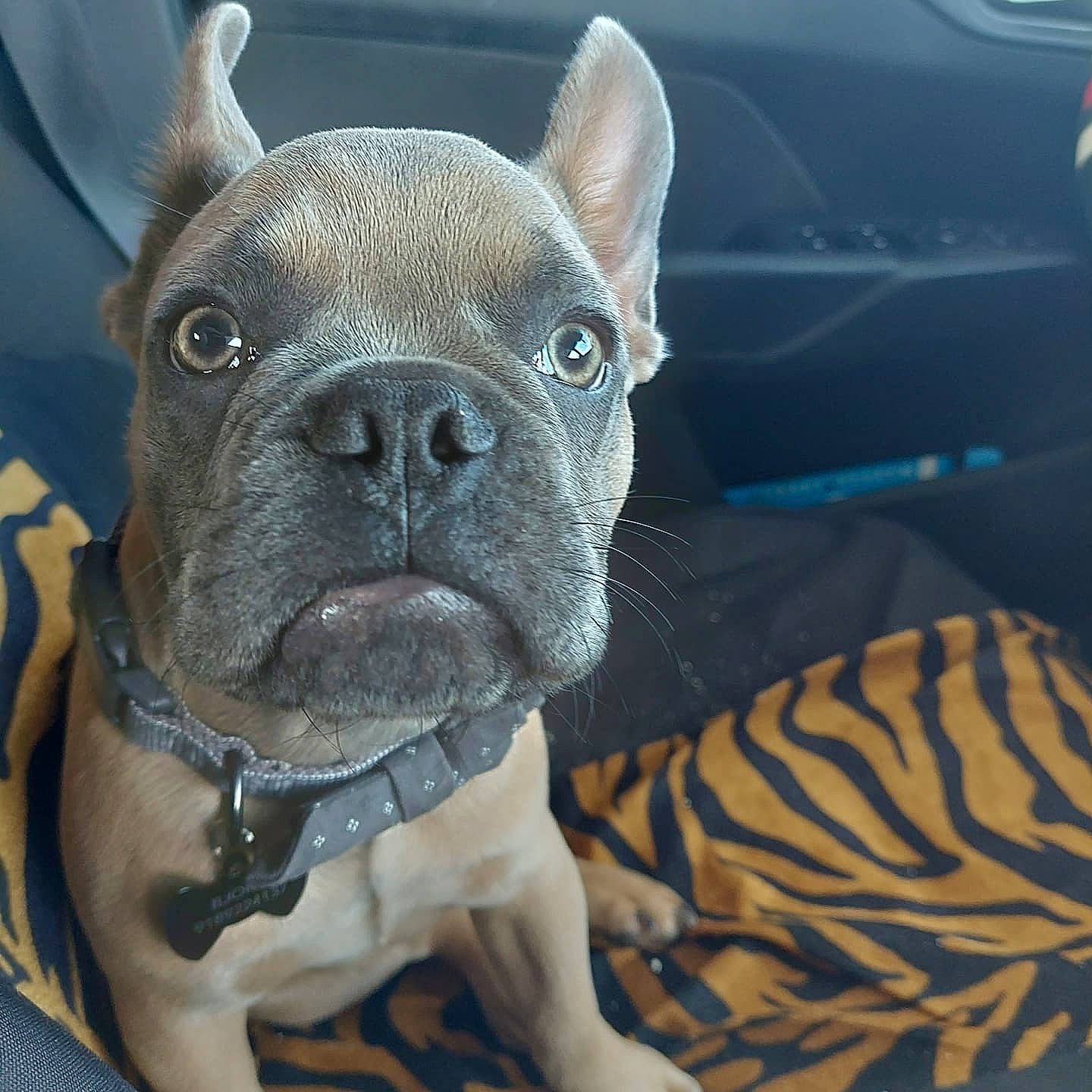 Bjorn joined the competition — help win amazing prizes! bulldog, canidae, carnivore, collar, companion_dog, dog, dog_breed, dog_collar, ear, electric_blue, fawn, head, jaw, molosser, snout, sporting_group, toy_dog, vehicle_door, whiskers, working_animal