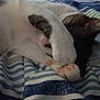 animal, bed, blanket, cat, closeup, comfort, cozy, cute, feline, fur, indoor, paw, pet, relaxing, resting, sleeping, soft, striped_blanket, tabby, whiskers