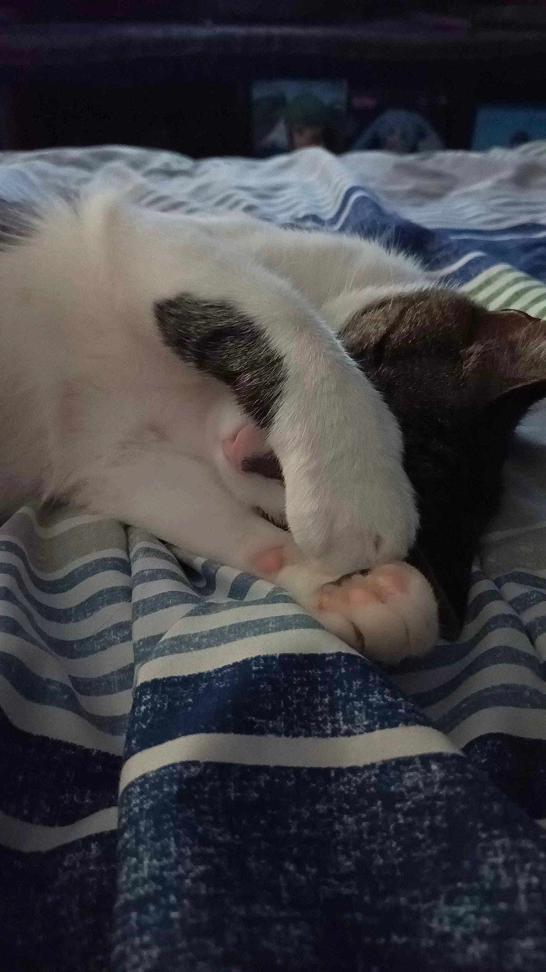 Kitkat