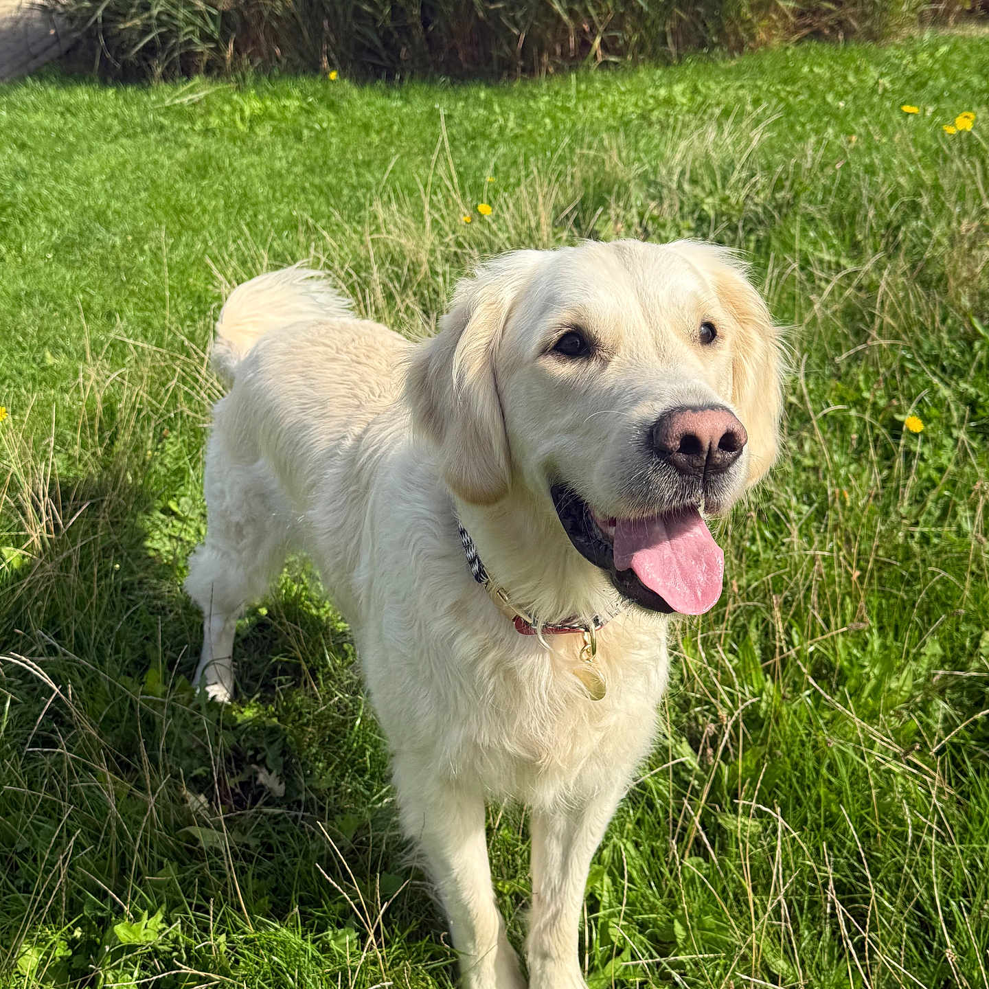 Tao a rejoint le concours — aidez-le/la à gagner de superbes lots ! dog, golden_retriever, pet, animal, canine, portrait, standing, outdoors, meadow, grass, wildflowers, greenery, sunlight, happy, tongue_out, floppy_ears, collar, tag, fur, nature