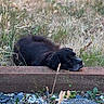 Remi joined the competition — help win amazing prizes! dog, black_dog, resting, grass, wooden_beam, pebbles, nature, outdoor, muzzle, gray_hair, calm, relaxed, wild_plants, animal, pet, sleepy, lying_down, daylight, quiet, peaceful