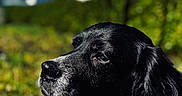 Remi is registered to the contest to win money with this photo: dog, black_dog, outdoor, grass, sunlight, portrait, pet, nature, animal, close_up, collar, profile, greenery, blue_sky, daylight, peaceful, fur, snout, canine, side_view