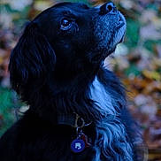Remi joined the competition — help win amazing prizes! dog, black_dog, white_fur, autumn, leaves, outdoor, pet, collar, tag, canine, nature, portrait, looking_up, fur, animal, side_profile, fall, seasonal, calm, background_blur