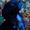 dog, black_dog, white_fur, autumn, leaves, outdoor, pet, collar, tag, canine, nature, portrait, looking_up, fur, animal, side_profile, fall, seasonal, calm, background_blur