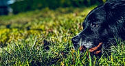 Remi is registered to the contest to win money with this photo: animal, background_blur, black_dog, blue_sky, canine, closeup, daylight, dog, fur, grass, greenery, leaf, lying_down, muzzle, nature, nose, outdoor, peaceful, pet, snout