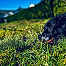 Remi is registered to the contest to win money with this photo: dog, black_dog, grass, outdoor, nature, pet, animal, canine, closeup, daylight, blue_sky, greenery, muzzle, lying_down, peaceful, background_blur, snout, fur, nose, leaf