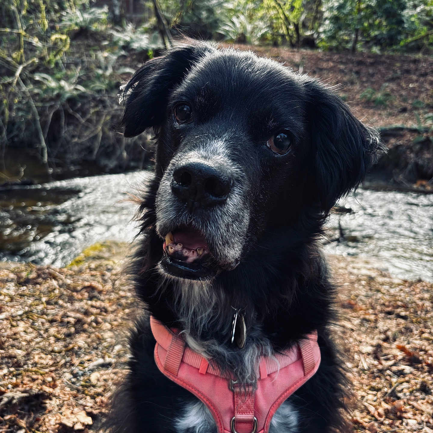 Remi