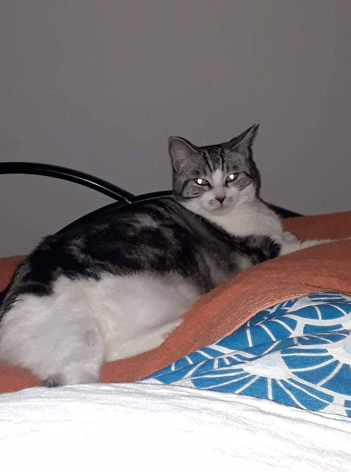 Violetta participe au concours pour gagner de l'argent avec cette photo : american_shorthair, american_wirehair, asian, carnivore, cat, domestic_short_haired_cat, european_shorthair, felidae, kitten, mammal, norwegian_forest_cat, small_to_medium_sized_cats, tail, whiskers