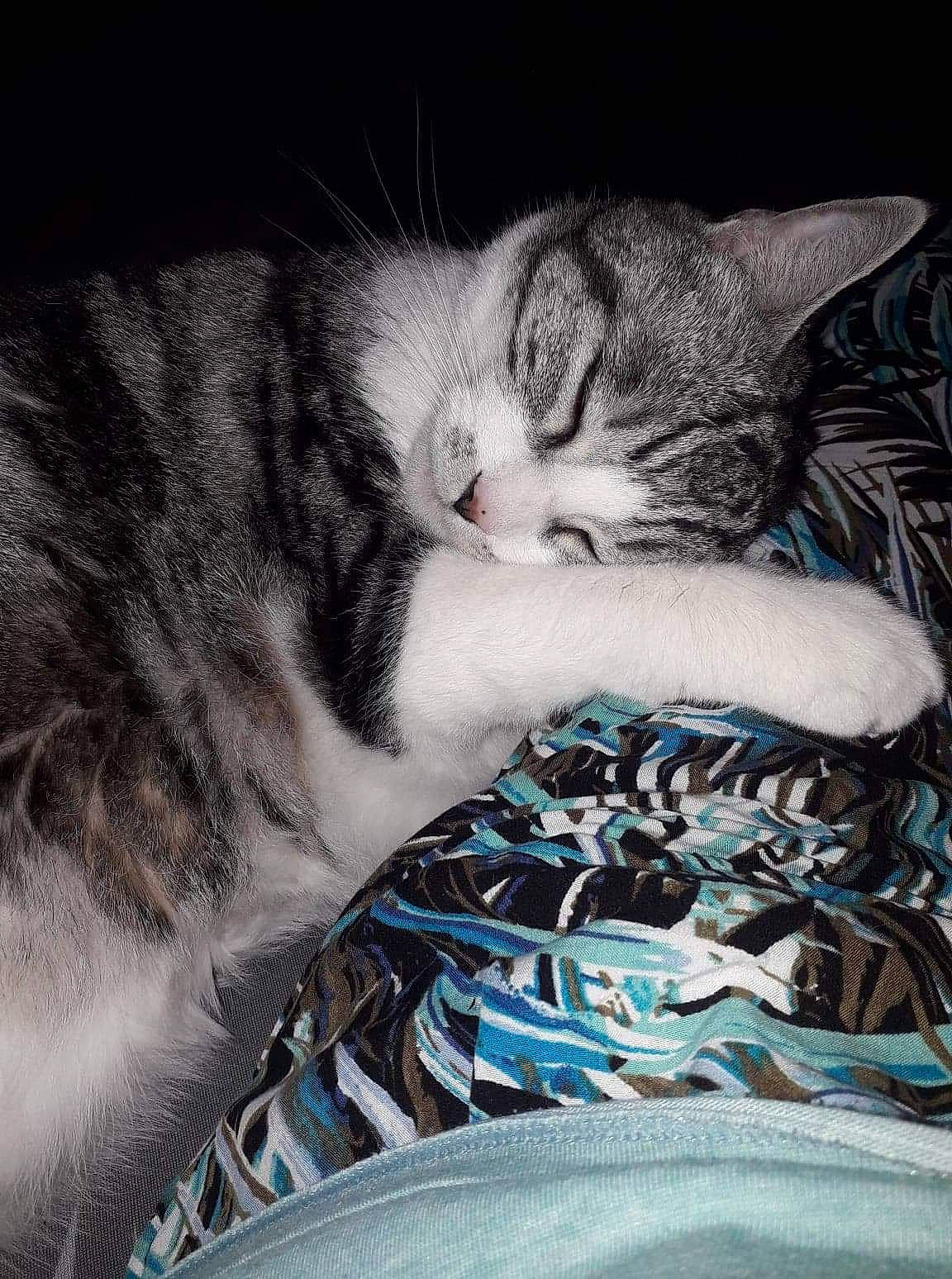 Violetta participe au concours pour gagner de l'argent avec cette photo : asian, carnivore, cat, cloud, domestic_short_haired_cat, dragon_li, european_shorthair, eye, felidae, fur, hand, kitten, leg, nap, nose, sky, sleep, small_to_medium_sized_cats, tabby_cat, whiskers