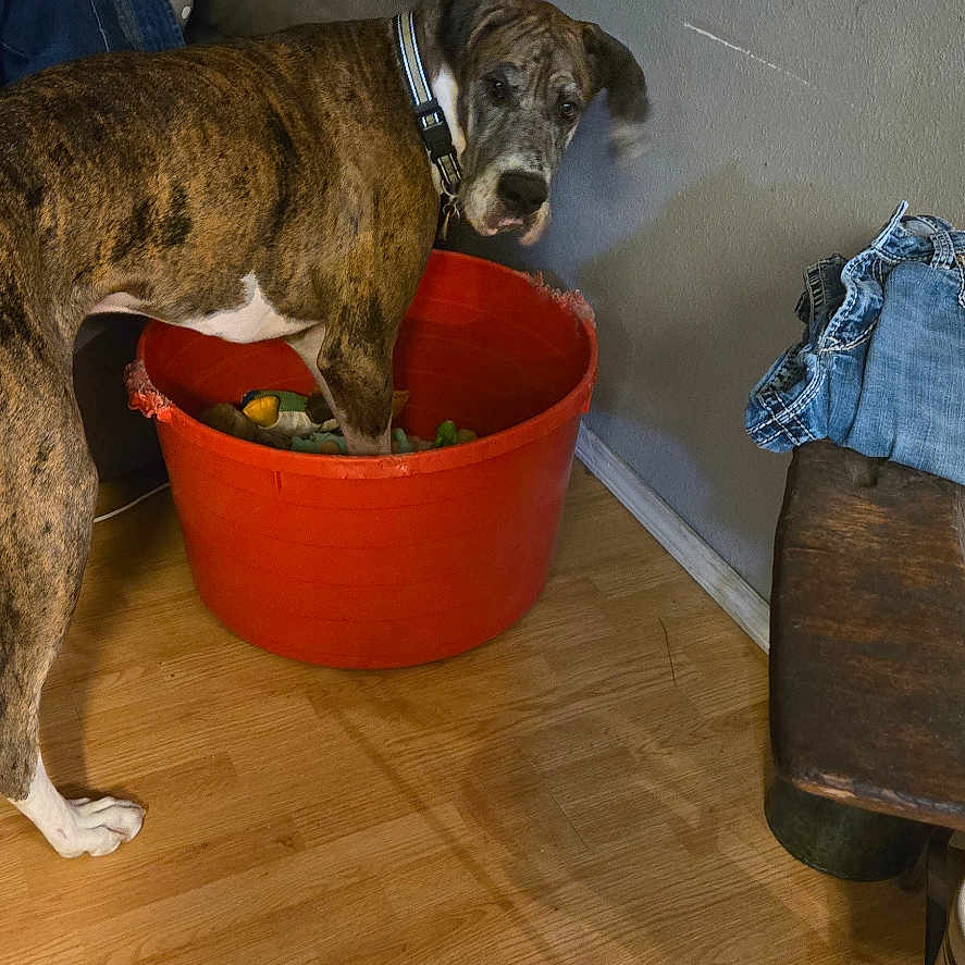Murphy joined the competition — help win amazing prizes! animal, architecture, bowl, building, bulldog, canine, clothing, couch, dog, footwear, furniture, hardwood, hound, indoors, interiordesign, livingroom, pet, plywood, shoe, wood