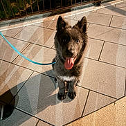 Moon participe au concours pour gagner de l'argent avec cette photo : dog, puppy, leash, sidewalk, night, shadow, tile, outdoor, animal, pet, happy, tongue, fur, canine, looking_up, ears, pavement, walk, evening, cute