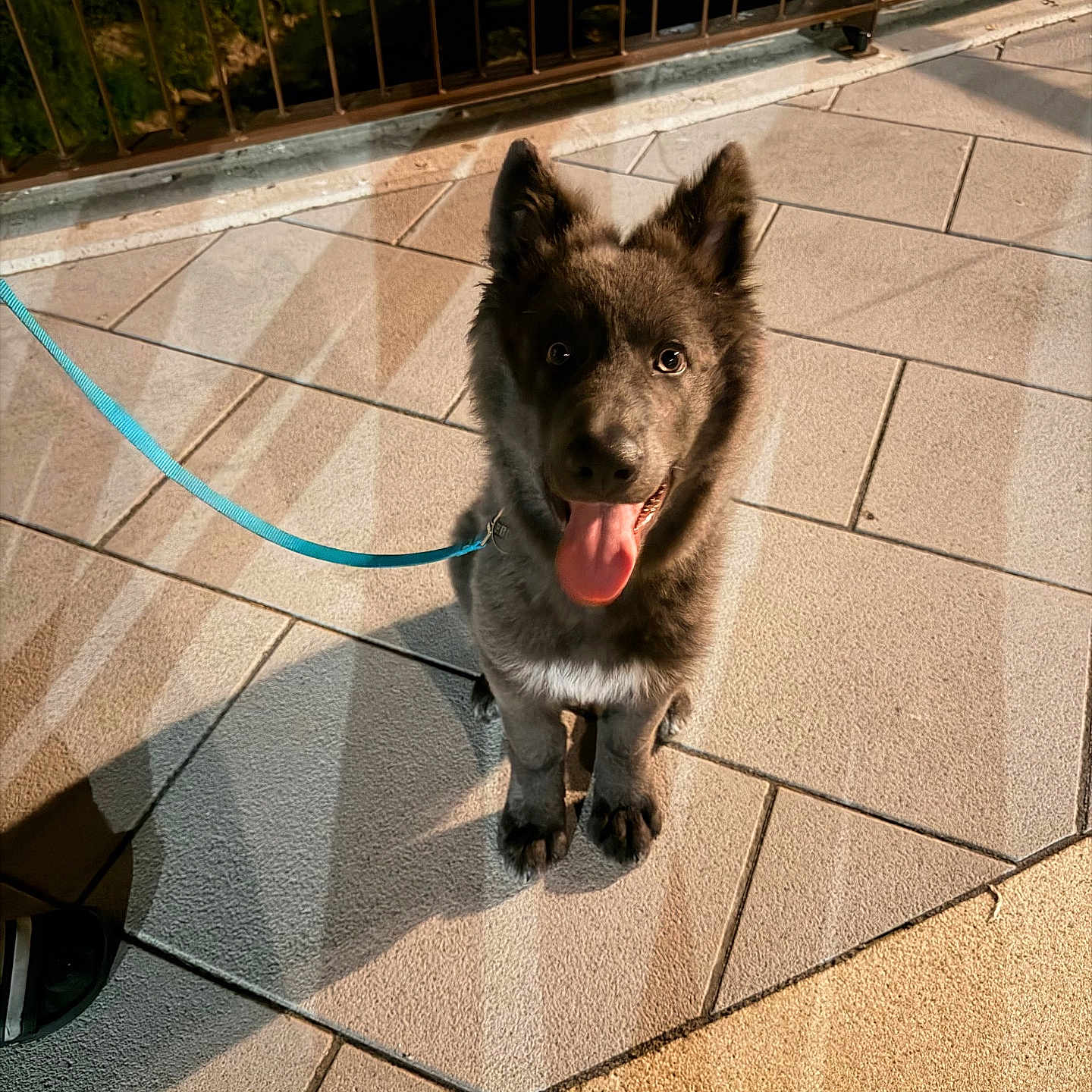 Moon participe au concours pour gagner de l'argent avec cette photo : dog, puppy, leash, sidewalk, night, shadow, tile, outdoor, animal, pet, happy, tongue, fur, canine, looking_up, ears, pavement, walk, evening, cute